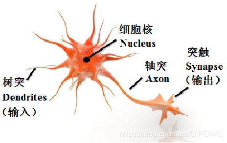 神经元生理结构示意图