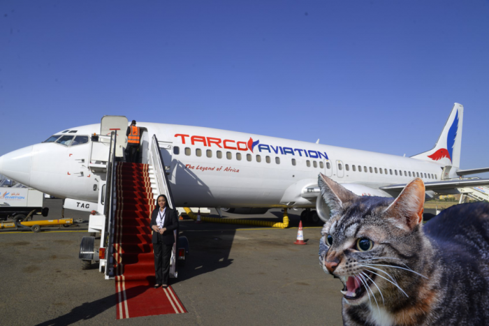 Angry-Cat-Plane-1000x667.png