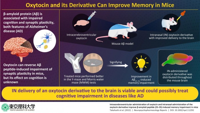 Oxytocin-and-Its-Derivative-Can-Improve-Memory-in-Mice-scaled.jpg