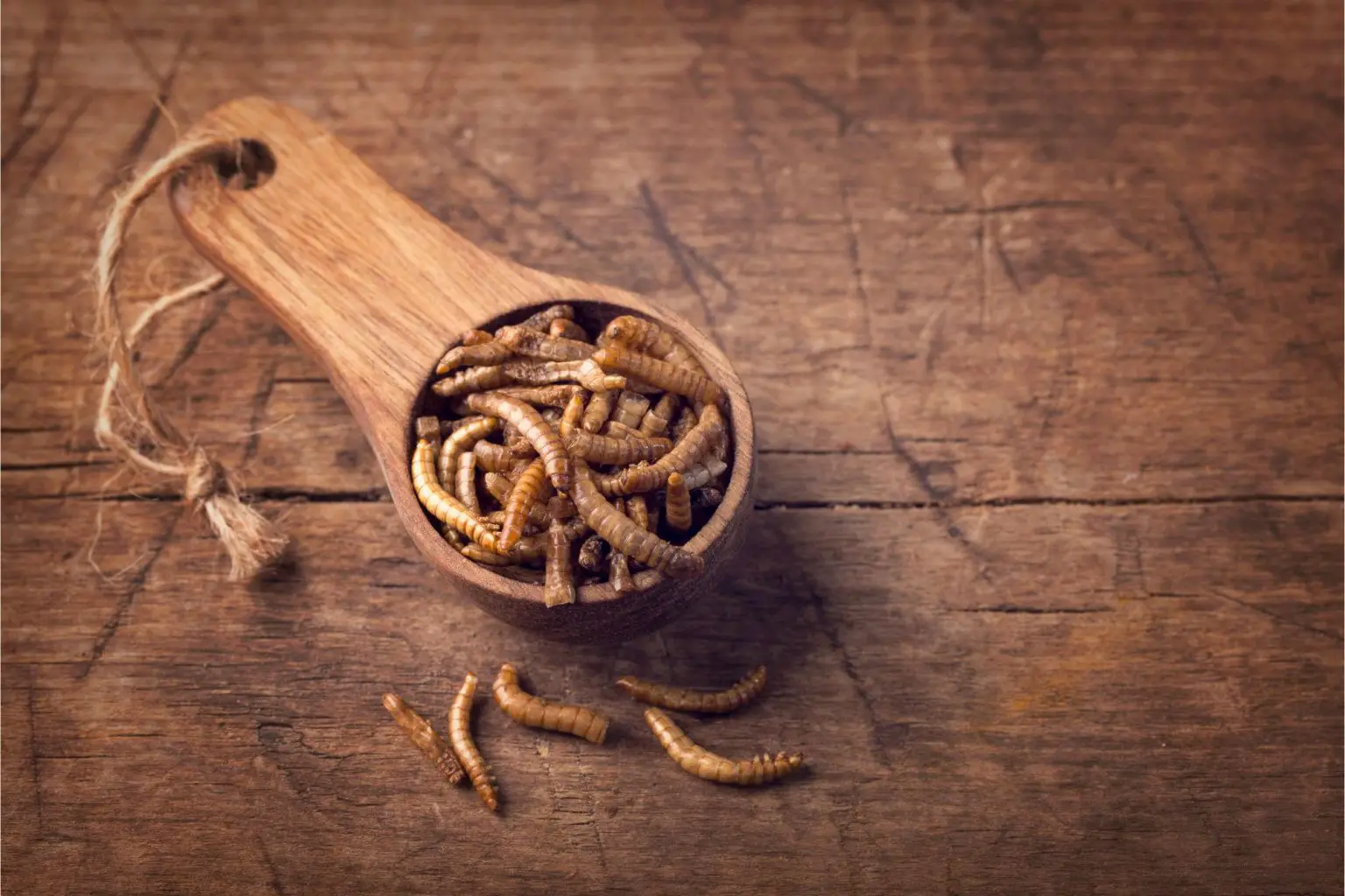 Edible-Mealworms-1536x1024.webp