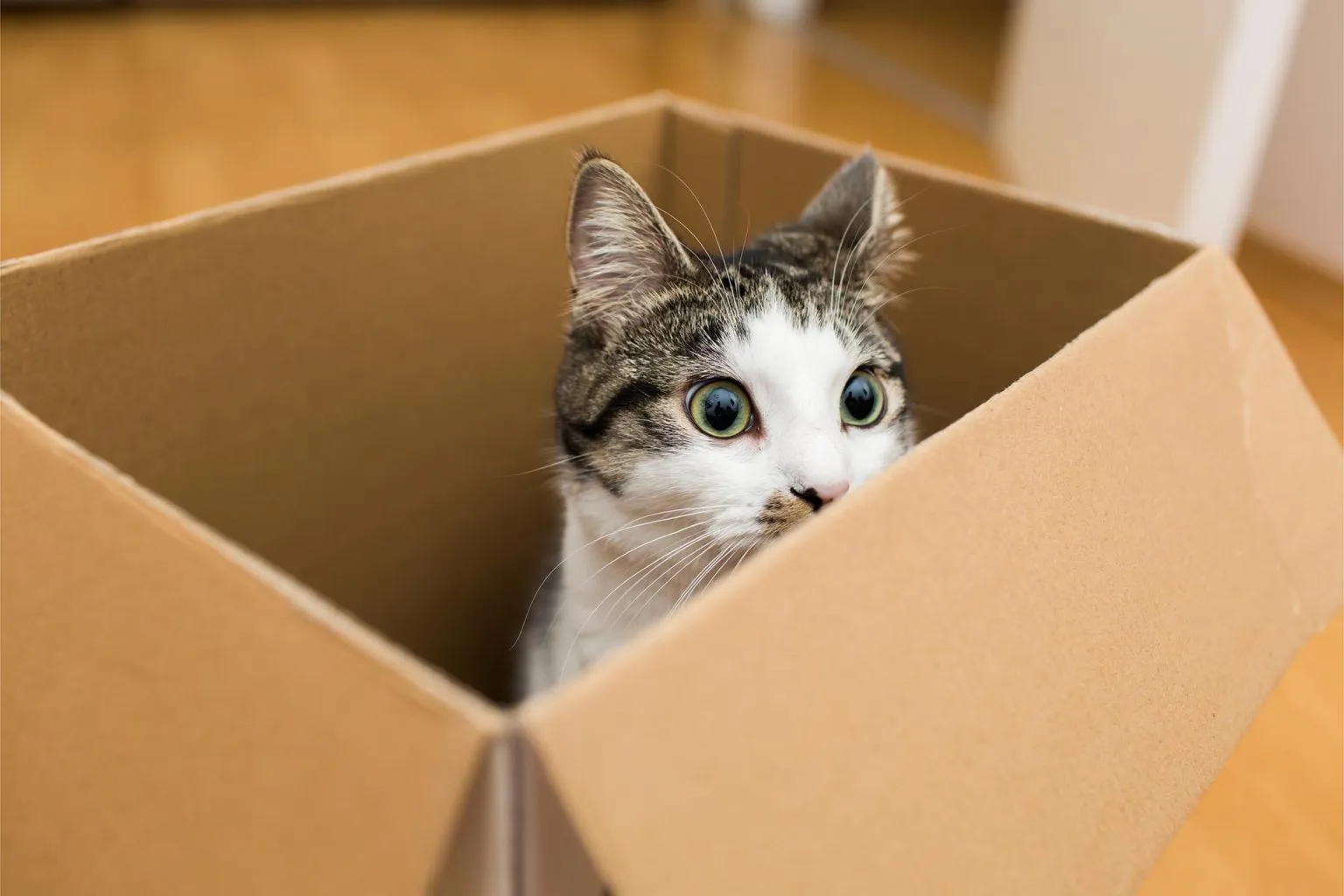 Cat-in-Box-1536x1024.webp