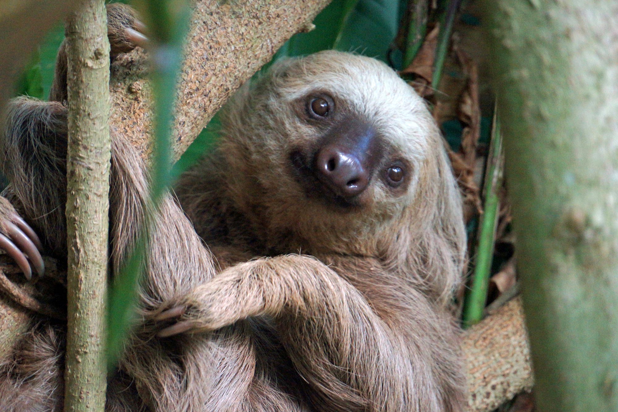 Two-Fingered-Sloth.jpg