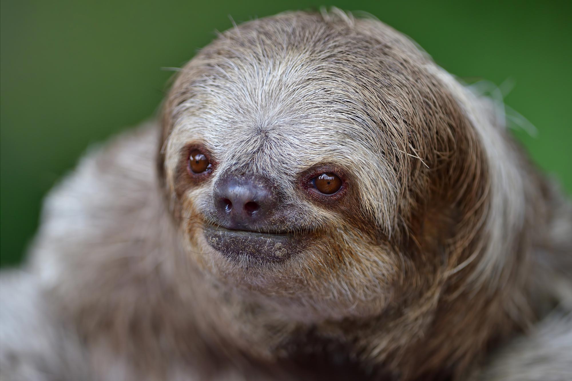 Three-Toed-Sloth-Close.jpg