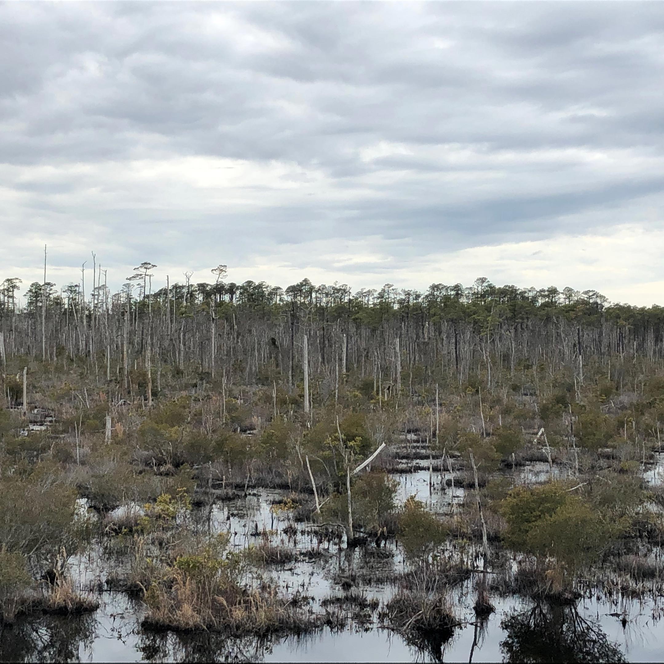 Ghost-Forests-in-North-Carolina.jpg