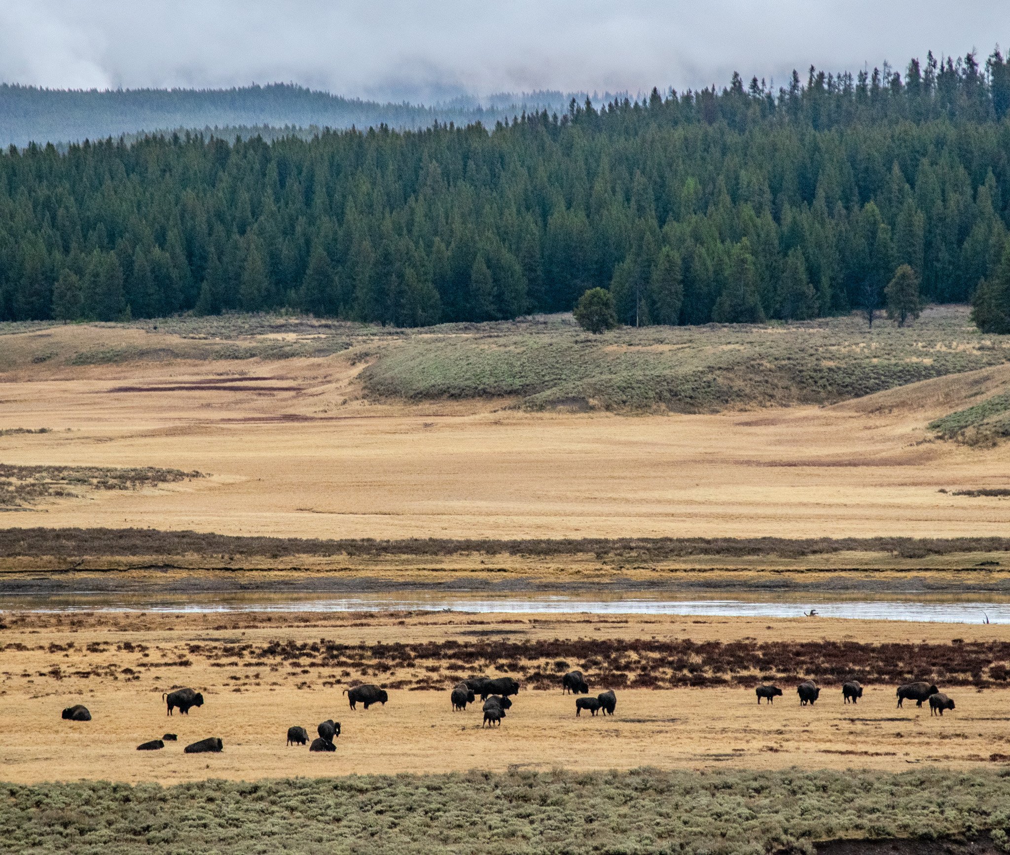 Bison-Cows-and-Calves-Yellowstone.jpg