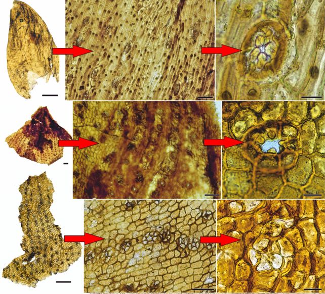 herbivore-coprolite.jpg