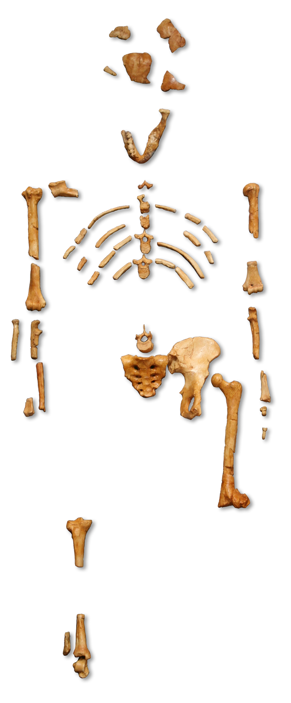 Reconstruction_of_the_fossil_skeleton_of__Lucy__the_Australopithecus_afarensis.jpg