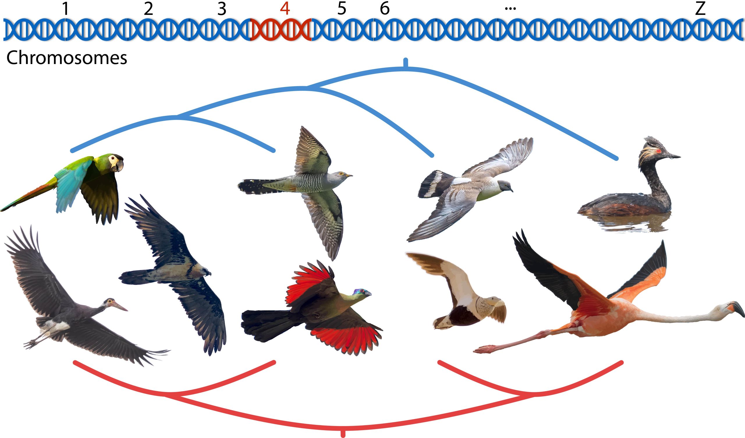 Chromosome-Section-Responsible-for-Evolutionary-Grouping-of-Flamingos-and-Doves-scaled.jpg