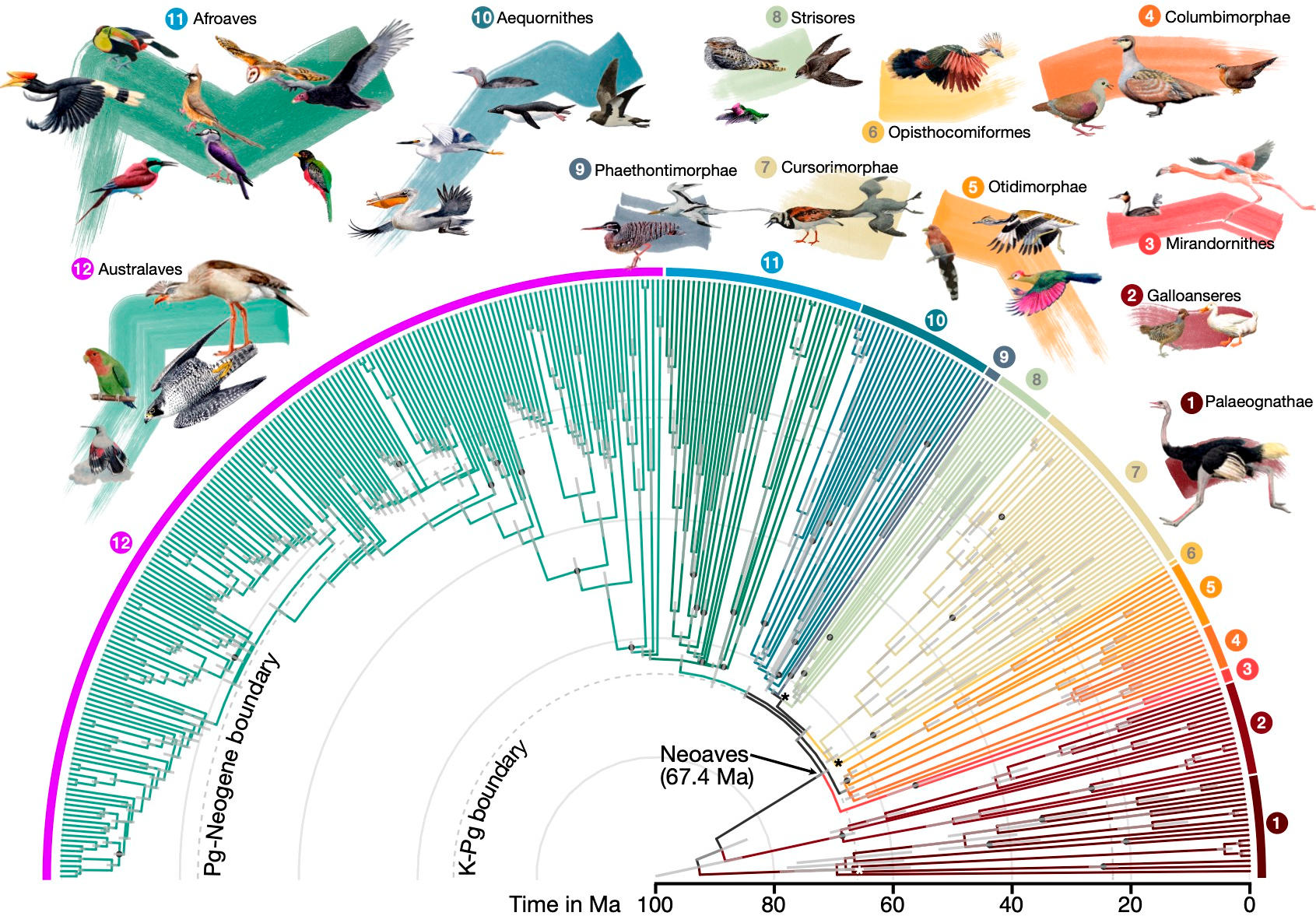 Divergence-Times-for-363-Bird-Species-Based-on-63430-Intergenic-Loci.jpg