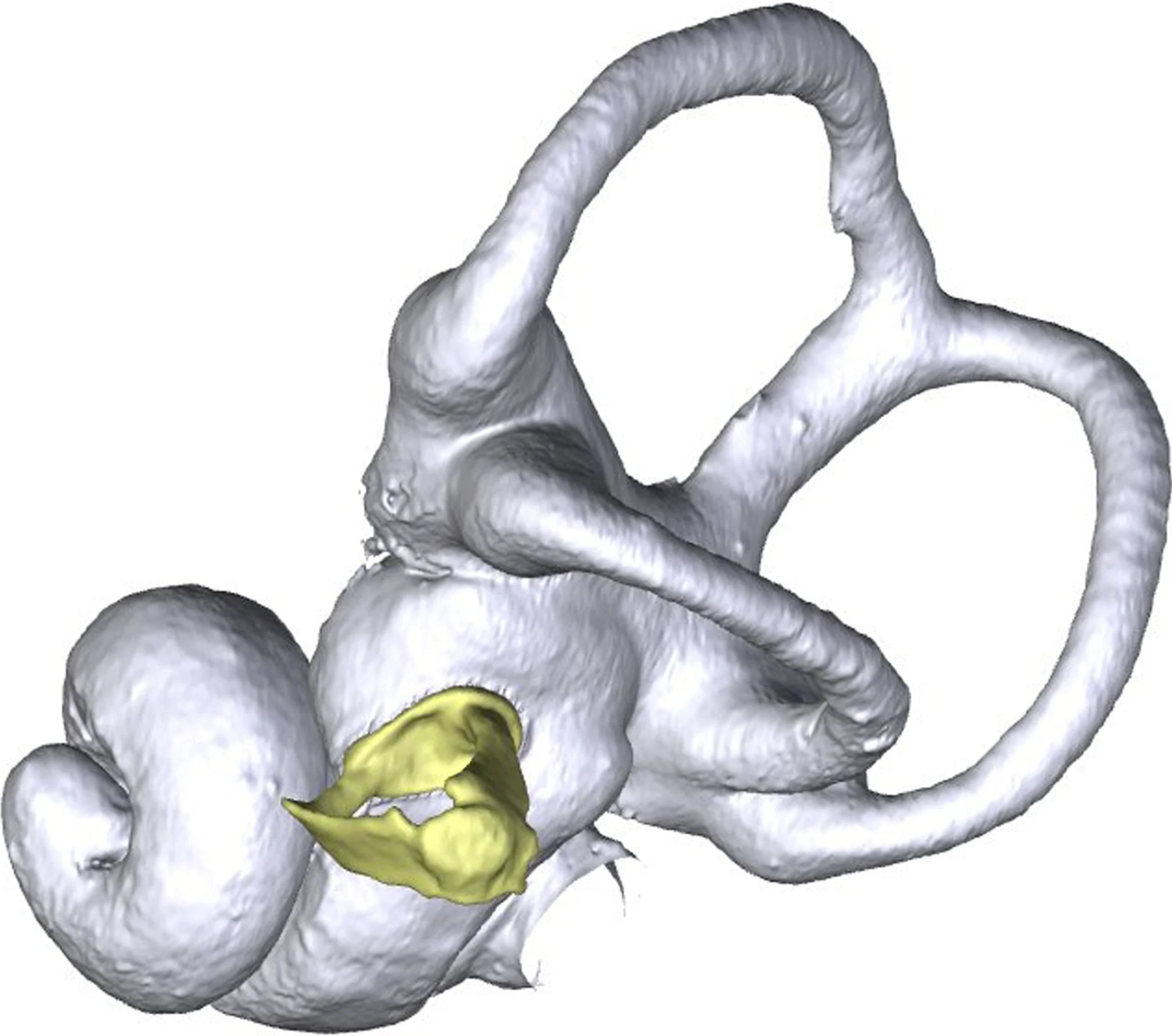 Hedgehog-Model-Showing-Earbones-2048x1810.webp